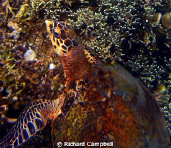 Turtle the (reef master)---sealife-dc-1000..hes been arou... by Richard Campbell 